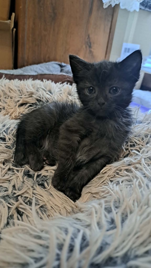 Adoptusie. Brawurka - w domu :)