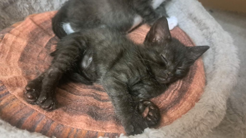 Adoptusie. Brawurka - w domu :)
