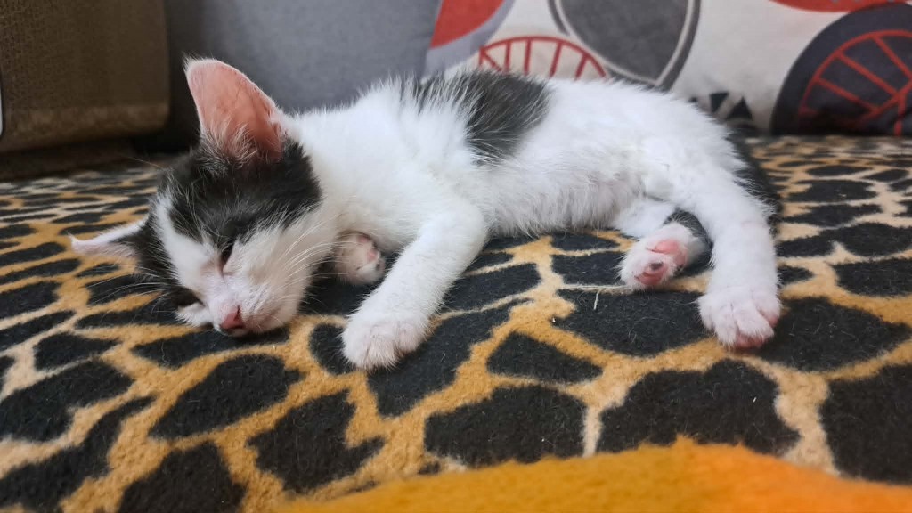 Adoptusie. Bójka - w domu :)