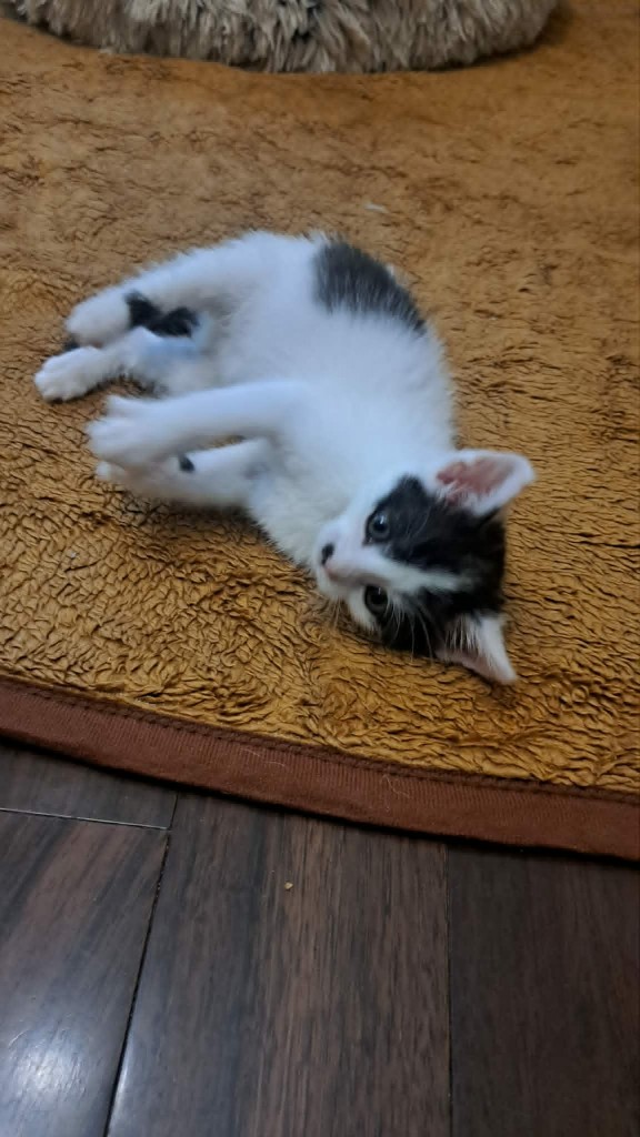 Adoptusie. Bójka - w domu :)