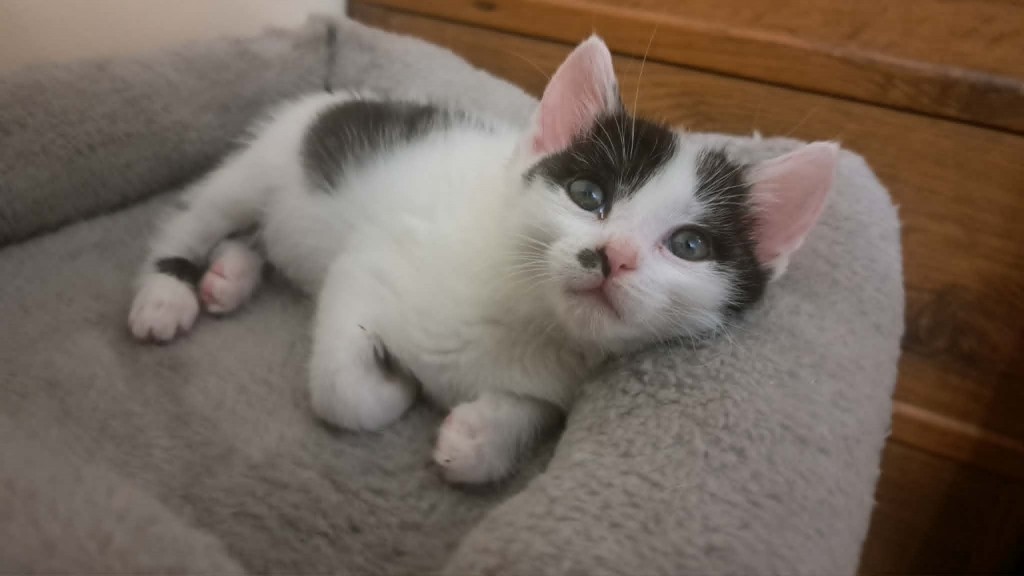 Adoptusie. Bójka - w domu :)