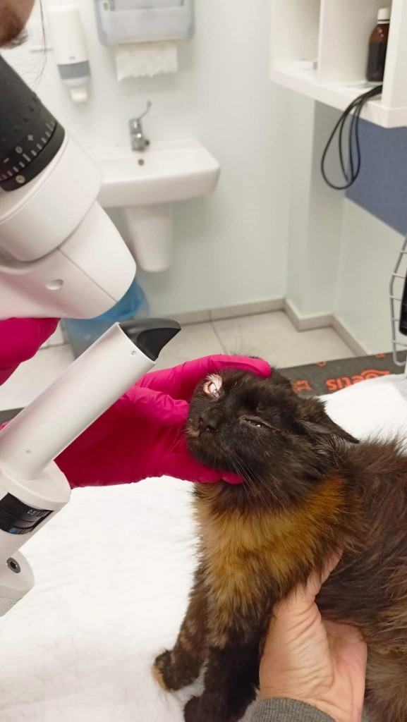 Keso i Niko-walka z oporną infekcja wciąż trwa