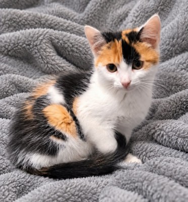 Adoptusie. Cejlonka - w domu :)