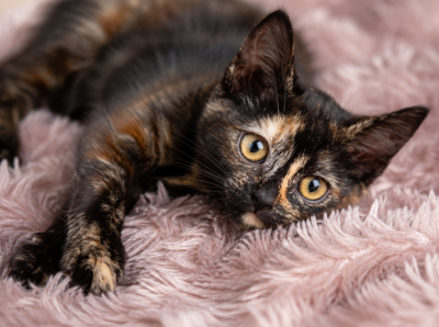 Adoptusie. Frida - adoptowana :)
