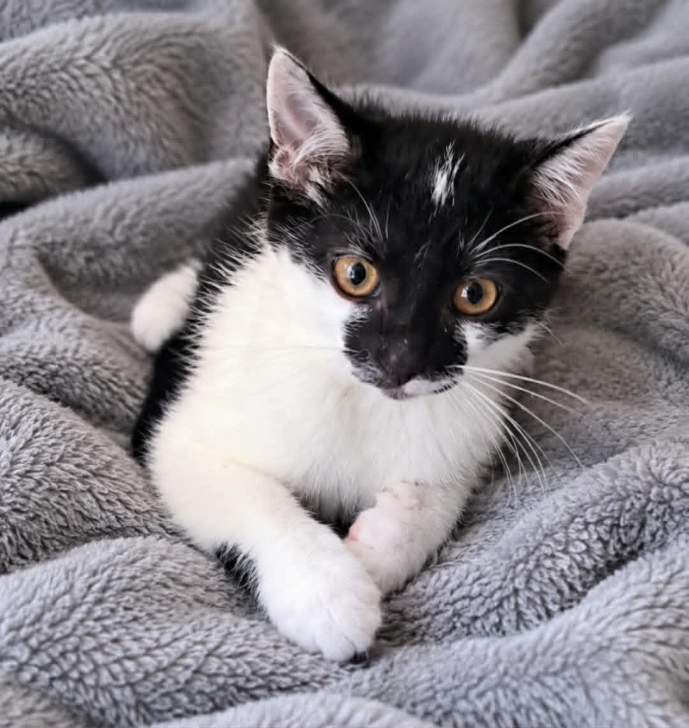 Adoptusie. Kajetan