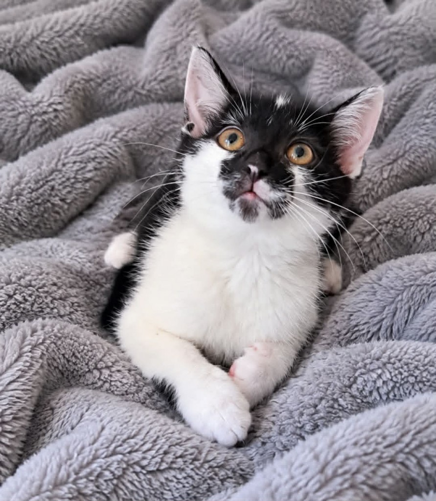 Adoptusie. Kajetan