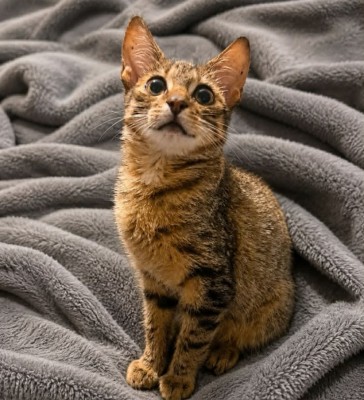 Adoptusie. Benjamin - w domu :)