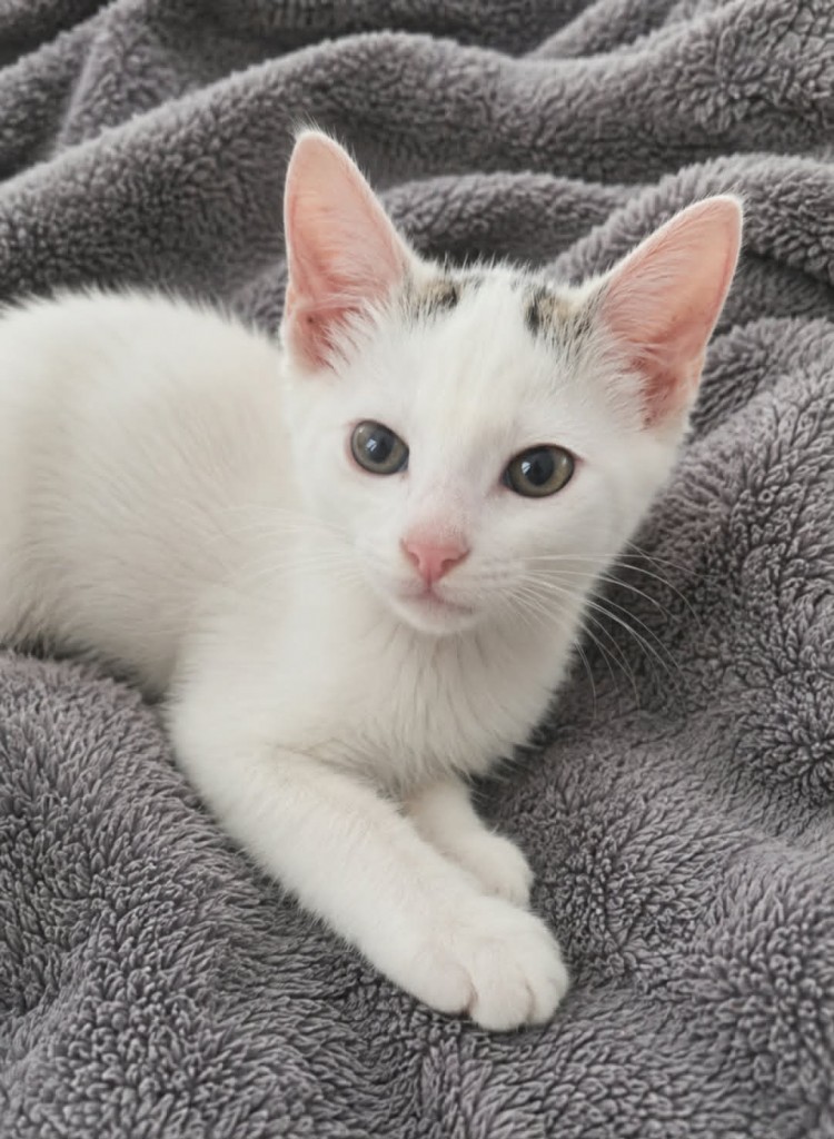 Adoptusie. Śmietanka - w domu :)