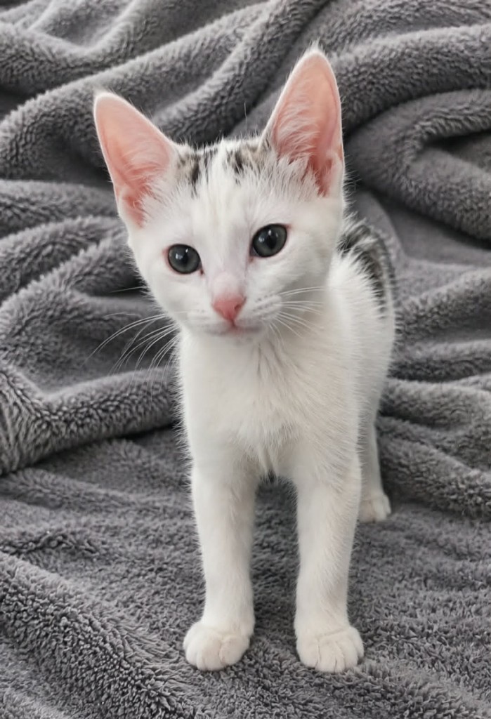 Adoptusie. Śmietanka - w domu :)