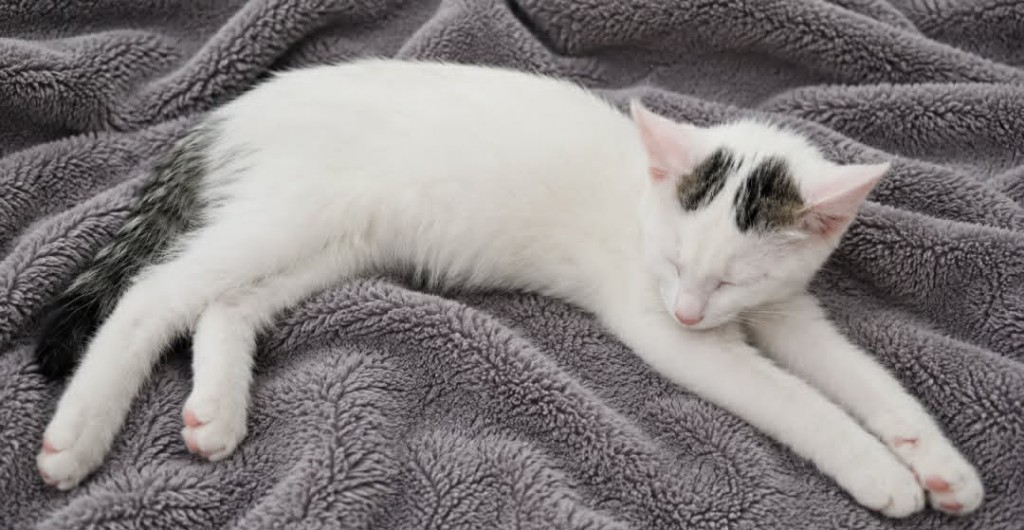 Adoptusie. Śmietanka - w domu :)