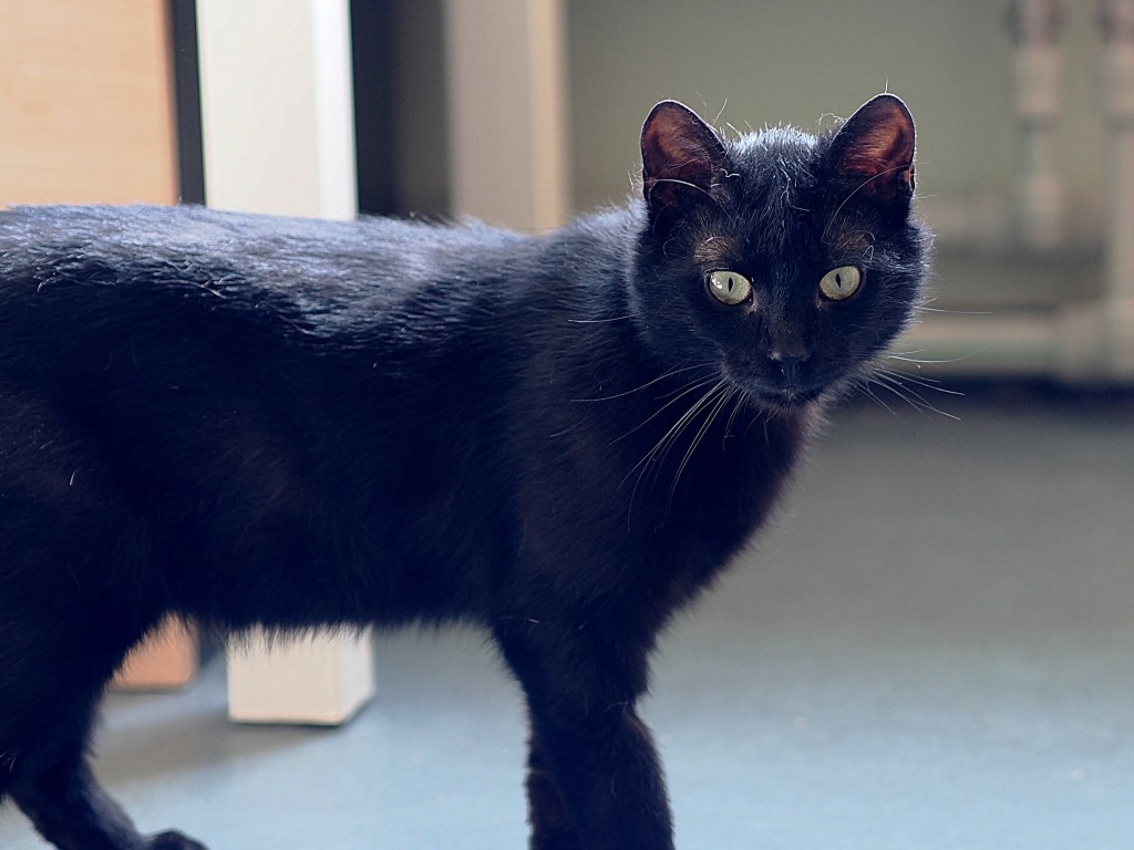 Adoptusie. Hektor