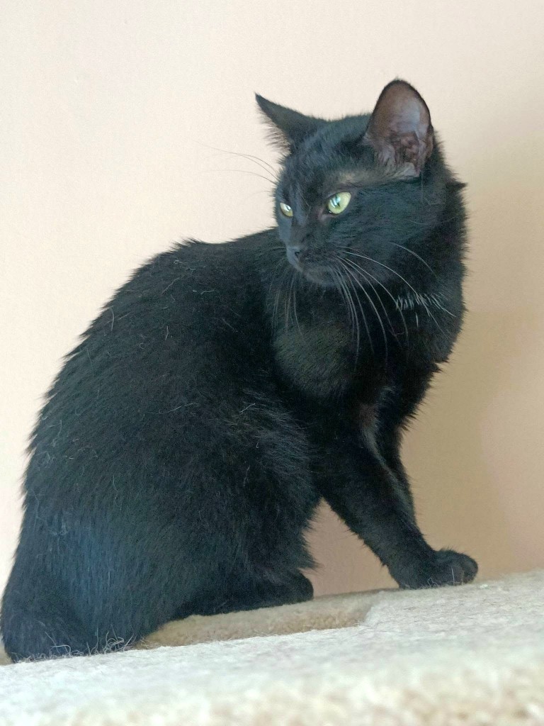 Adoptusie. Hektor