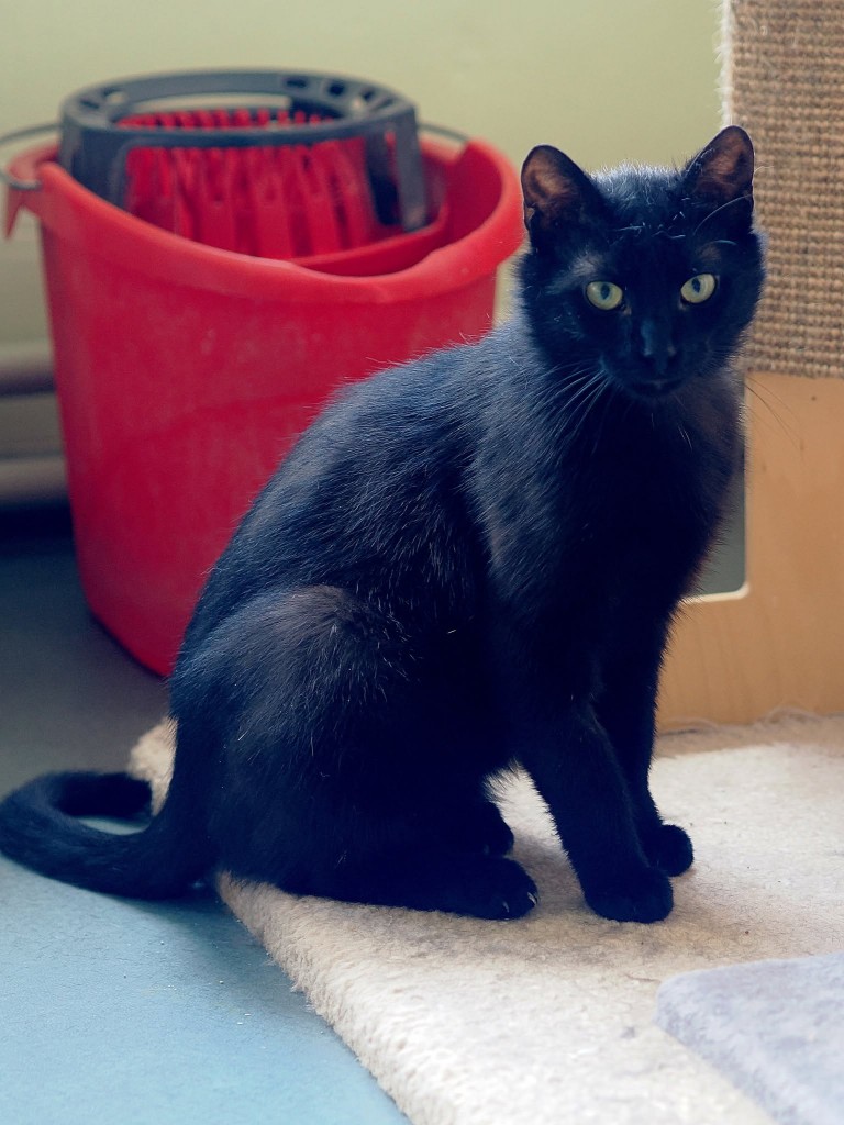 Adoptusie. Hektor