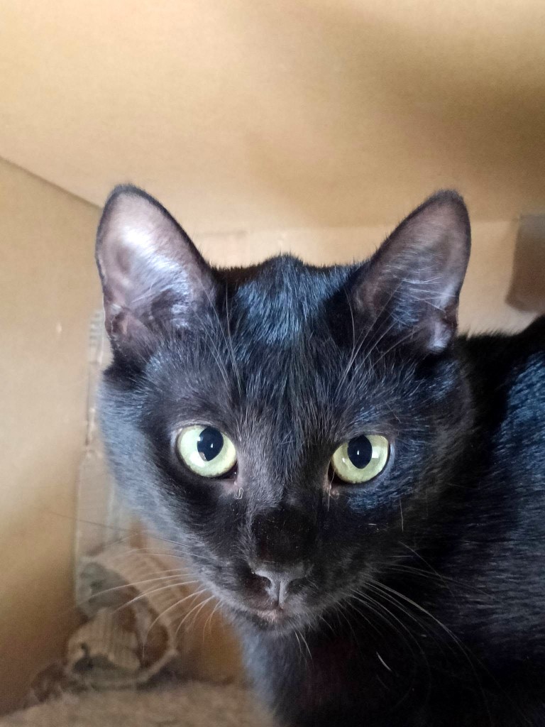 Adoptusie. Hektor
