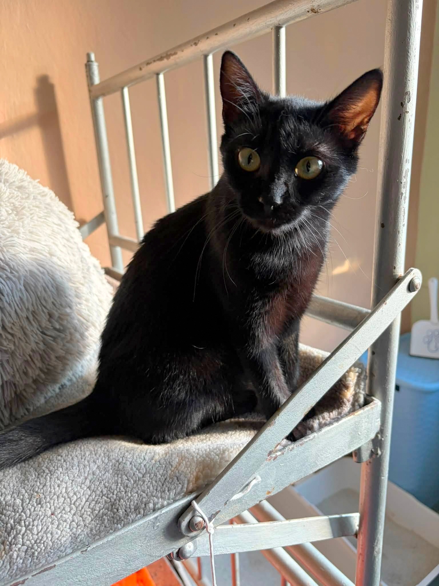 Adoptusie. Honoratka