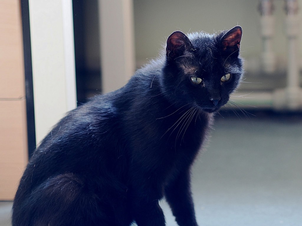 Adoptusie. Hektor