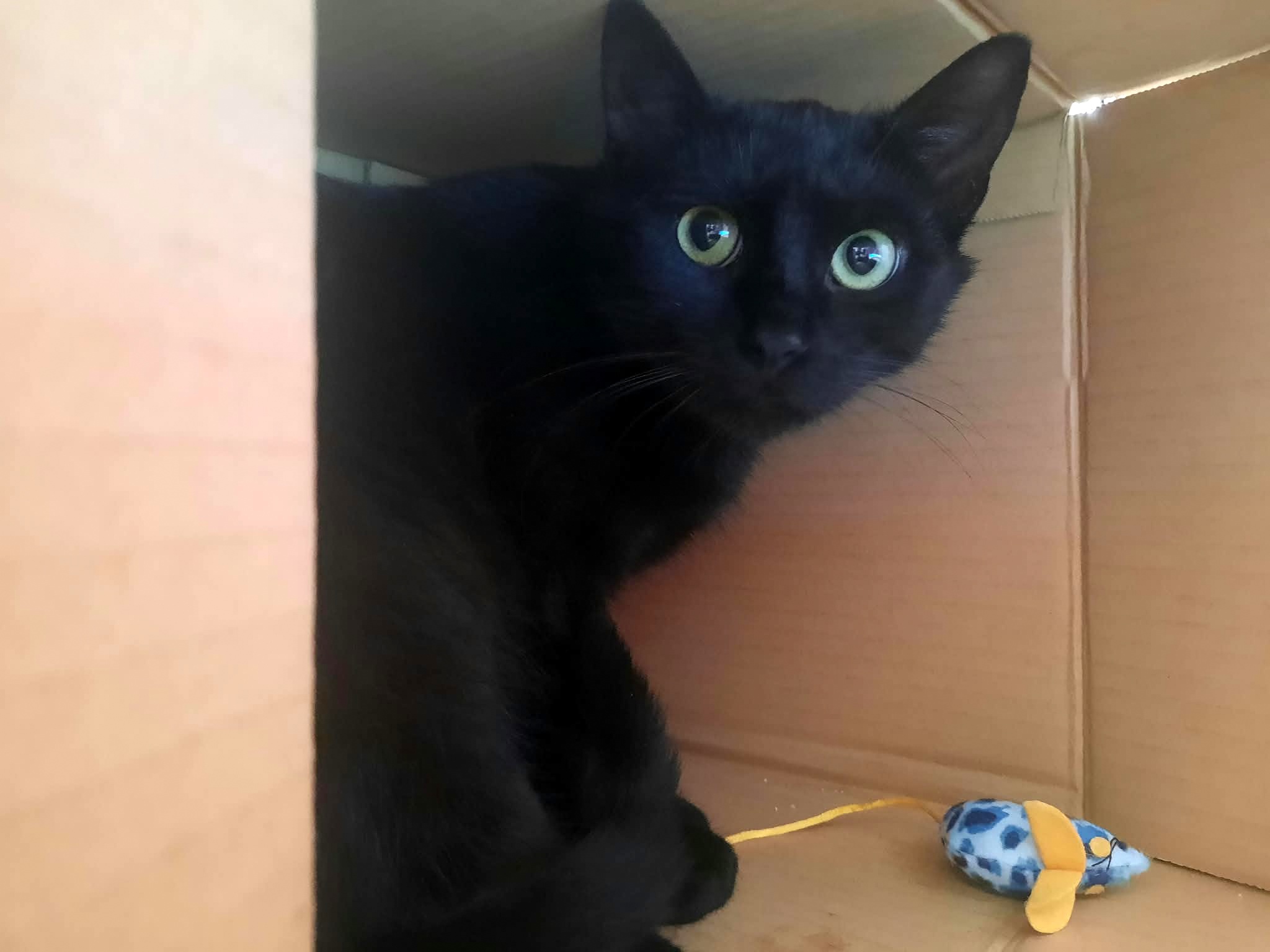 Adoptusie. Hercik
