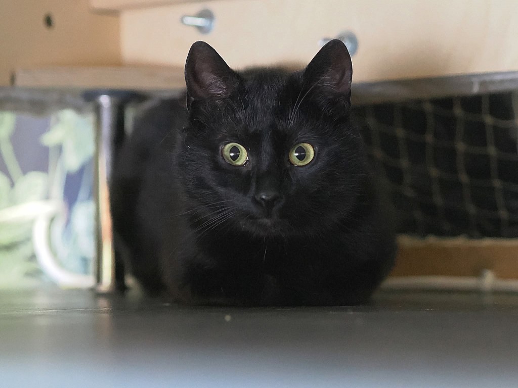 Adoptusie. Hektor