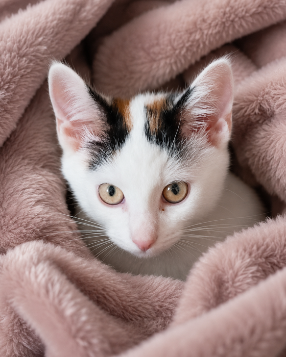 Adoptusie. Picassa