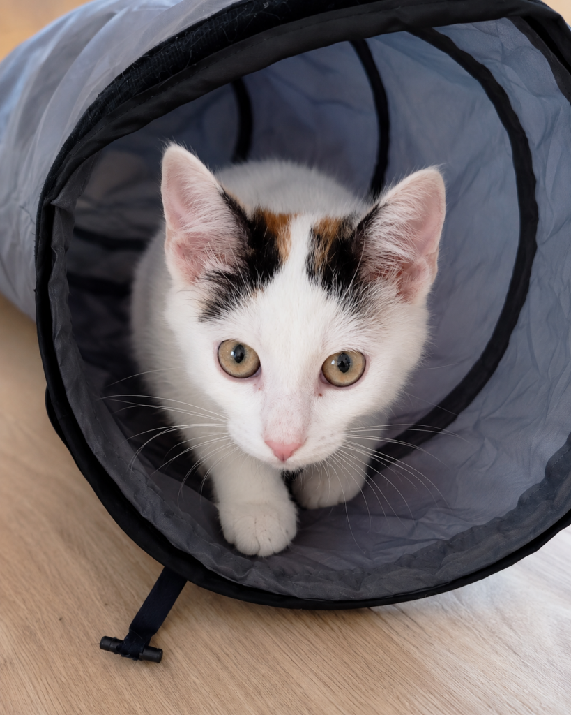 Adoptusie. Picassa
