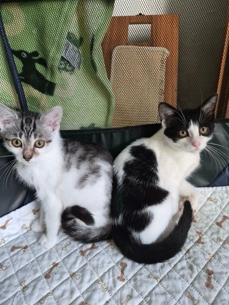 Adoptusie. Lotos