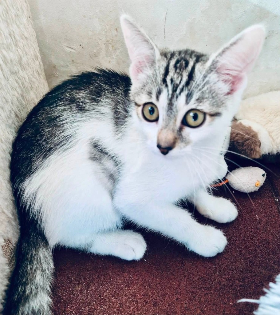 Adoptusie. Lotos