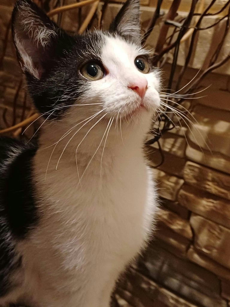 Adoptusie. Okruszek