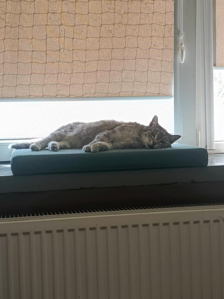 Reja — KOTYlion
