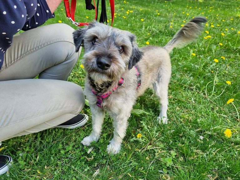 Adopcje