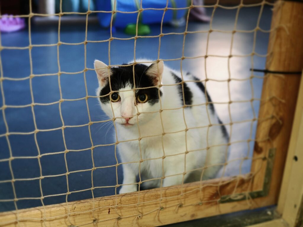 Maciuś i Muszka — KOTYlion