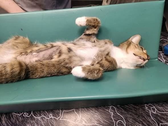 Kadett – nasz cudny mini gepardzik – zaczął z dnia na dzień marnieć.