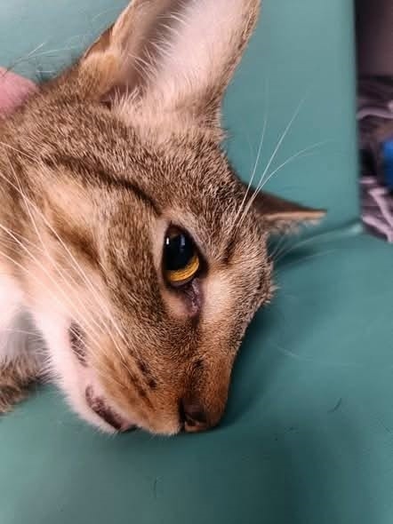 Kadett – nasz cudny mini gepardzik – zaczął z dnia na dzień marnieć.