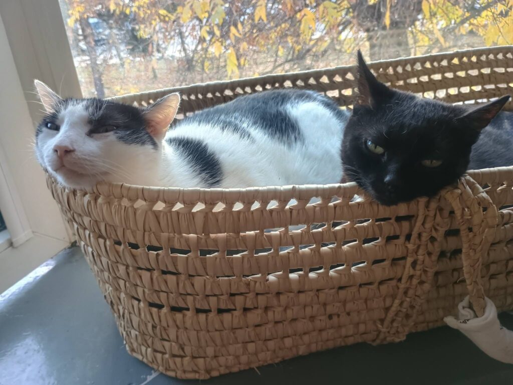 Maciuś i Muszka — KOTYlion