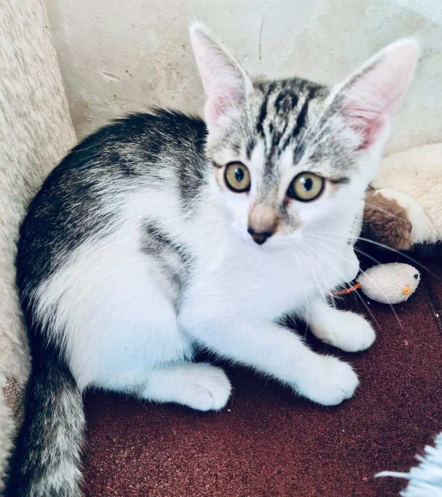 Lotos i Dalia — KOTYlion