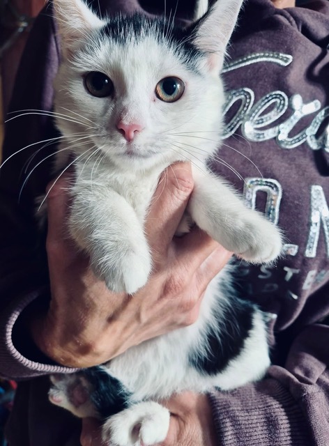 Lukrecja i Wanilia — KOTYlion