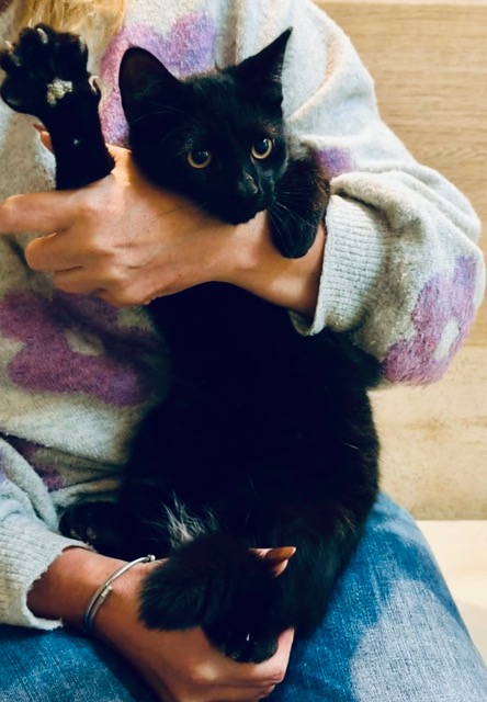 Adoptusie. Cookie i Mochi. Ogłoszenie grzecznościowe