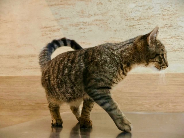 Adoptusie. Cookie i Mochi. Ogłoszenie grzecznościowe