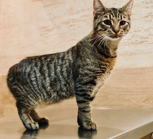 Adoptusie. Cookie i Mochi. Ogłoszenie grzecznościowe