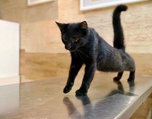 Adoptusie. Cookie i Mochi. Ogłoszenie grzecznościowe