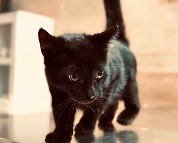 Adoptusie. Cookie i Mochi. Ogłoszenie grzecznościowe
