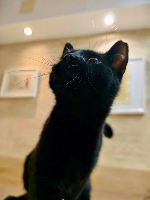 Adoptusie. Cookie i Mochi. Ogłoszenie grzecznościowe