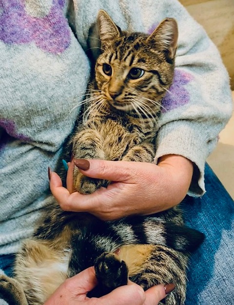 Adoptusie. Cookie i Mochi. Ogłoszenie grzecznościowe