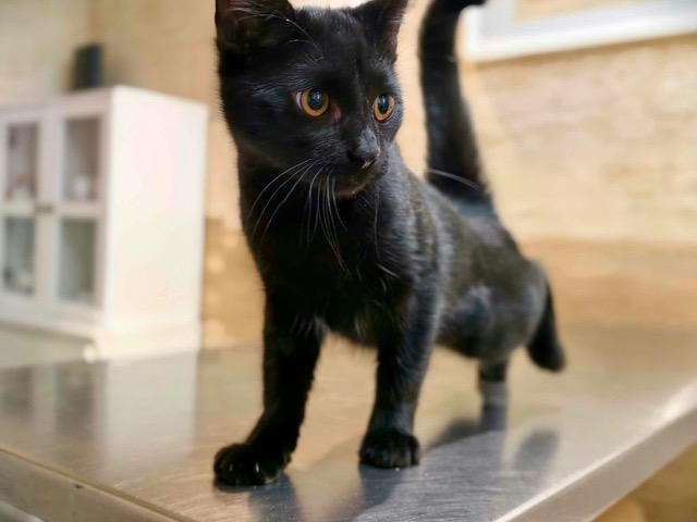 Adoptusie. Cookie i Mochi. Ogłoszenie grzecznościowe