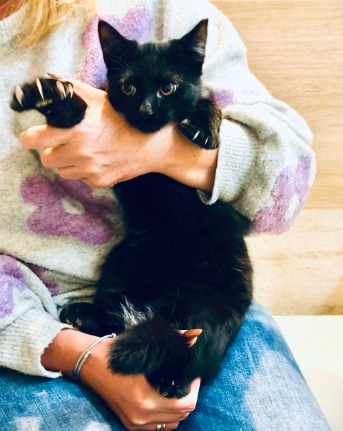 Adoptusie. Cookie i Mochi. Ogłoszenie grzecznościowe