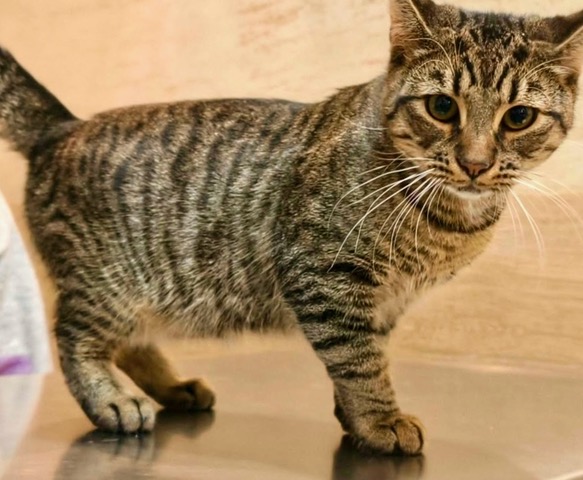 Adoptusie. Cookie i Mochi. Ogłoszenie grzecznościowe