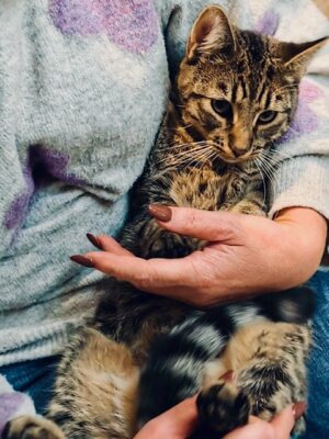 Adoptusie. Cookie i Mochi. Ogłoszenie grzecznościowe