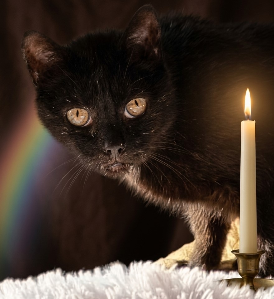 Adopcje